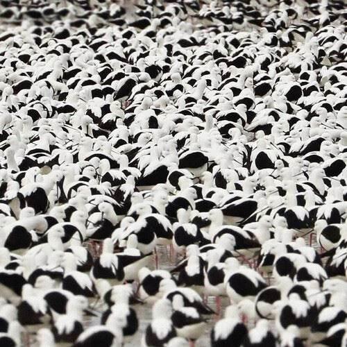 Stella Donnelly: Flood (LP, Album, Ltd, Red) - DD Music Geek